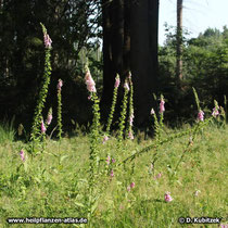 Roter Fingerhut (Digitalis purpurea), Standort auf einer Waldlichtung in Oberbayern