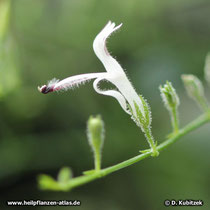 Die Blüte von Andrographiskraut (Andrographis paniculata) ist weiß.