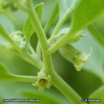Schlafbeere (Withania somnifera, Ashwaganda)