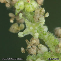 Große Brennnessel (Urtica dioica), männliche Blüten