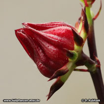 Hibiscus (Hibiscus sabdariffa), Frucht