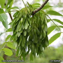 Gewöhnliche Esche (Fraxinus excelsior) Fruchtstand