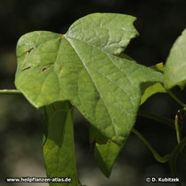 Sinomenium acutum: Manchmal sind die Blätter (3-)5-9-fach gelappt.
