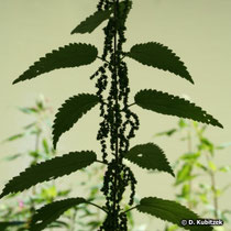 Große Brennnessel (Urtica dioica), Wuchsform