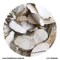 Dioscoreae nipponicae rhizoma, Japanische Yamswurzelknollen, TCM: Chuanshanlong
