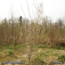 Purpur-Weide (Salix purpurea), Wuchsform und Standort, hier im Hochwasserbett der Isar (Oberbayern). Die Purpur-Weide ist zweihäusig. Zu sehen ist hier eine Pflanze mit männlichen Blüten.