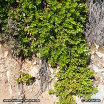 Echte Bärentraube (Arctostaphylos uva-ursi), Wuchsform