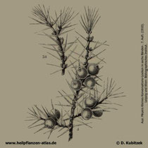 Gewöhnlicher Wacholder; Juniperus communis; Historisches Bild