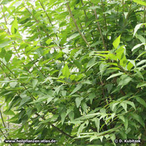 Davids Pfirsich (Prunus davidiana)
