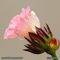 Hibiscus (Hibiscus sabdariffa), Blüte