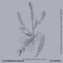 Schwarzer Senf, Brassica nigra, Historisches Bild