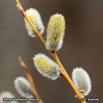 Reif-Weide (Salix daphnoides), männliche Blütenkätzchen in der beginnenden Blüte.