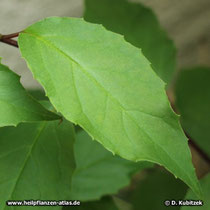 Schisandra chinensis Blatt