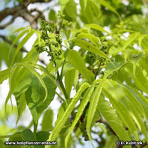 Amur-Korkbaum (Phellodendron amurense) Blütenknospen