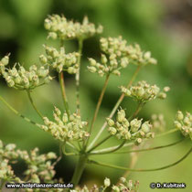 Anis (Pimpinella anisum), Fruchtstand