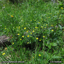 Blutwurz (Potentilla erecta) im lichten Wald in den bayerischen Voralpen