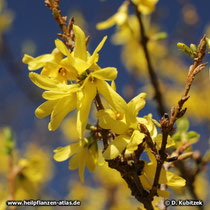 Hänge-Forsythie (Forsythia suspensa) Blüten