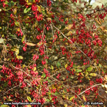 Gewöhnliche Berberitze (Berberis vulgaris), fruchtend