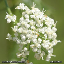 Anis (Pimpinella anisum), Blütenstaned Detail
