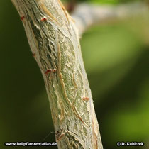 Myrrhenbaum (Commiphora myrrha, Syn.: Commiphora molmol), Zweig