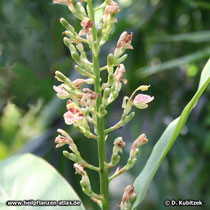 Galgant (Alpinia officinarum)