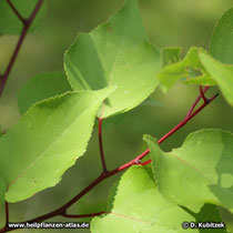 Aprikose (Prunus armeniaca): Die Zweige sind weinrot bis rotbraun, glänzend und kahl. Auch die Blattstiele sind dunkelrot.