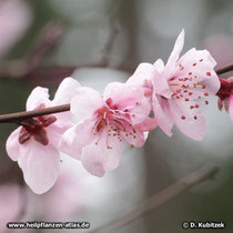 Pfirsichblüten (Prunus persica)