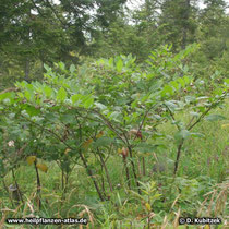 Tollkirsche (Atropa belladonna), Standort