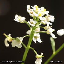 Bitter Schleifenblume (Iberis amara): Während Blüte und Fruchtreife verlängert sich der Blütenstand zu einer lockeren Traube.