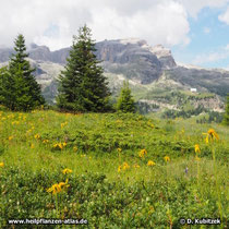 Arnika (Arnica montana) auf einer Bergwiese in den Dolomiten (Italien) auf rund 2.100 m Höhe.