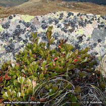 Echte Bärentraube (Arctostaphylos uva-ursi), am Fels