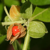 Schlafbeere (Withania somnifera, Ashwaganda)