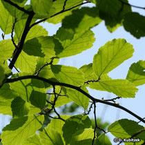 Zaubernuss (Hamamelis virginiana), Blätter