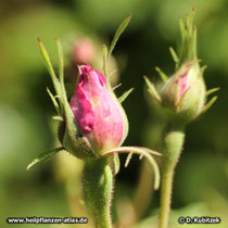 Rosa x damascena f. trigintipetala (Bulgarische Ölrose), Blütenknospen