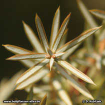 Gewöhnlicher Wacholder (Juniperus communis), Nadeln