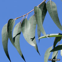 Eukalyptusbaum (Eucalyptus globulus), Blätter (Folgeblätter)