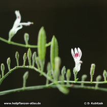 Blütenzweig von Andrographiskraut (Andrographis paniculata).