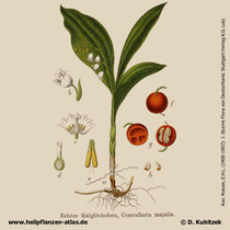 Maiglöckchen; Convallaria majalis; Historisches Bild