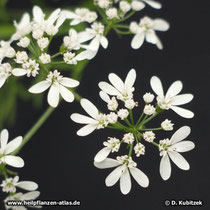 Koriander (Coriandrum sativum), Blüten