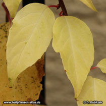Schisandra chinensis, Laubfärbung im Herbst