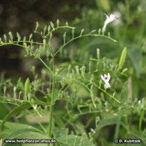 Die Blüten von Andrographiskraut (Andrographis paniculata) stehen in ausladend verzweigten, traubigen Blütenständen..