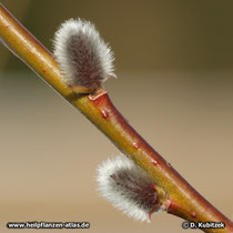 Reif-Weide (Salix daphnoides), haarig-flaumige weibliche Blütenkätzchen kurz vor dem Aufblühen