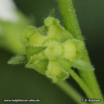 Weg-Malve (Malva neglecta), Frucht