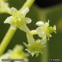 Sinomenium acutum: Die kleinen Blüten sind eingeschlechtlich.