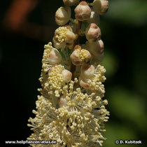 Traubensilberkerze (Actaea racemosa, Synonym: Cimicifuga racemosa), Blüten und Knospen