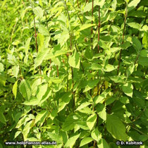 Achyranthes (Achyranthes bidentata), Wuchsform