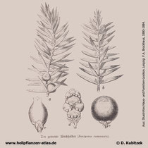 Gewöhnlicher Wacholder; Juniperus communis; Historisches Bild