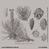 Gewöhnliche Kiefer; Pinus sylvestris; Historisches Bild