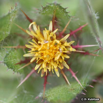 Benediktenkraut (Cnicus benedictus)