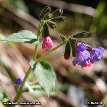 Echtes Lungenkraut (Pulmonaria officinalis), Wuchsform